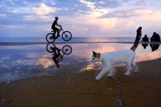 Illustration de l'article : 10 chats qui ont transformé une simple photo en oeuvre d’art