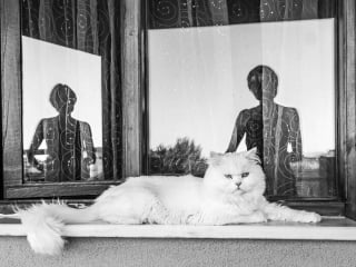 Illustration de l'article : 10 chats qui ont transformé une simple photo en oeuvre d’art