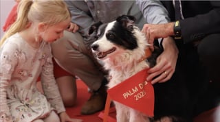 Illustration de l'article : Palm Dog 2026, quel chien succèdera à Panda et remportera ce célèbre prix canin pour son jeu d’acteur mémorable ?