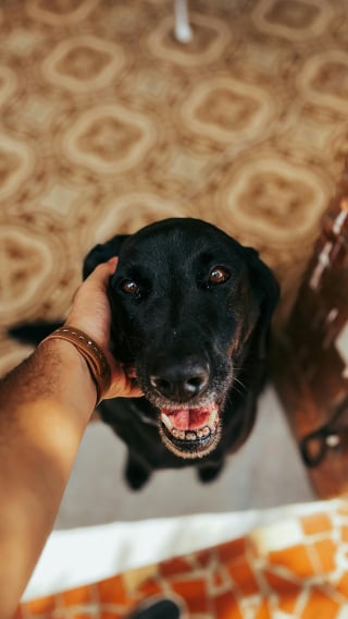 Illustration de l'article : 6 conseils pour trouver le pet-sitter parfait