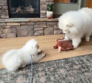 Illustration de l'article : Ce Samoy&egrave;de agit en grand fr&egrave;re bienveillant en apprenant &agrave; sa nouvelle petite soeur &agrave; jouer au tire-tire (vid&eacute;o)
