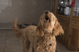Illustration de l'article : Leur chien qui jouait dehors rentre subitement et saute sur leur lit pour les r&eacute;veiller, les faisant sortir &agrave; temps pour &eacute;chapper au feu