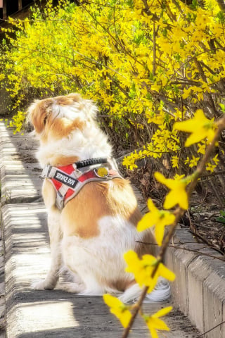 Illustration de l'article : Ce petit garçon diabétique de 5 ans vend des billets de tombola pour avoir un chien d'alerte médicale à ses côtés