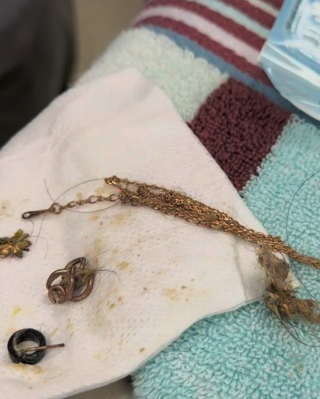 Illustration de l'article : Des vétérinaires opèrent en urgence un petit chien errant et extraient un collier en or véritable de 18 carats