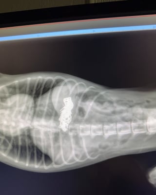 Illustration de l'article : Des vétérinaires opèrent en urgence un petit chien errant et extraient un collier en or véritable de 18 carats