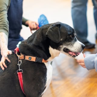 Illustration de l'article : L'&eacute;motion de tout un refuge pour un chien qui attendait depuis 155 jours en refuge avant de trouver enfin sa famille pour une seconde chance