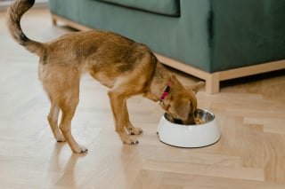 Illustration de l'article : 5 problèmes de santé du chien qui pourraient être dus à son alimentation