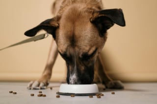 Illustration de l'article : 5 problèmes de santé du chien qui pourraient être dus à son alimentation