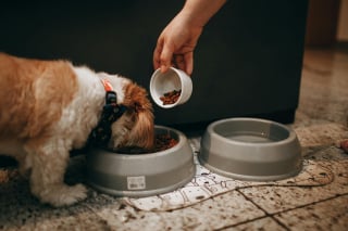 Illustration de l'article : 5 problèmes de santé du chien qui pourraient être dus à son alimentation