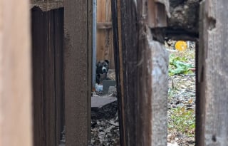 Illustration de l'article : Coinc&eacute; entre 2 cl&ocirc;tures &laquo; comme un petit panini &agrave; fourrure &raquo;, le chien d'une famille est sauv&eacute; par une association