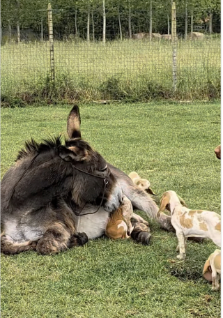 Illustration de l'article : Endeuillée par la perte de son ânon, une ânesse trouve du réconfort auprès d'une portée de chiots (vidéo)