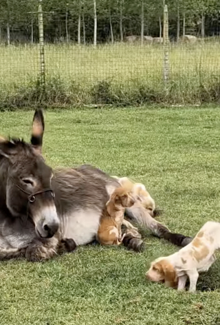 Illustration de l'article : Endeuillée par la perte de son ânon, une ânesse trouve du réconfort auprès d'une portée de chiots (vidéo)