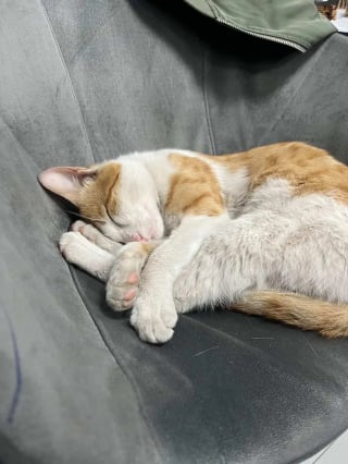 Illustration de l'article : Le rituel tendre et &eacute;mouvant d'un chat qui saute quotidiennement sur le comptoir pour &eacute;treindre le commer&ccedil;ant qui lui a offert l'hospitalit&eacute; (vid&eacute;o)