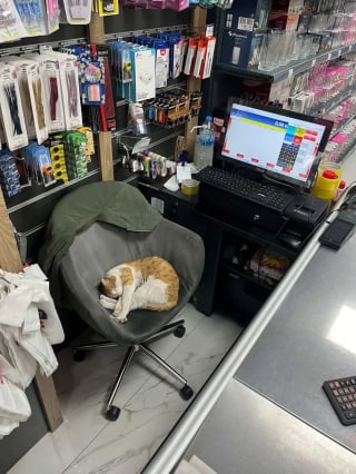 Illustration de l'article : Le rituel tendre et &eacute;mouvant d'un chat qui saute quotidiennement sur le comptoir pour &eacute;treindre le commer&ccedil;ant qui lui a offert l'hospitalit&eacute; (vid&eacute;o)
