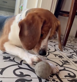 Illustration de l'article : Cet ancien Beagle de laboratoire découvre les jouets et apprend à s'amuser avec une balle pour la première fois (vidéo)