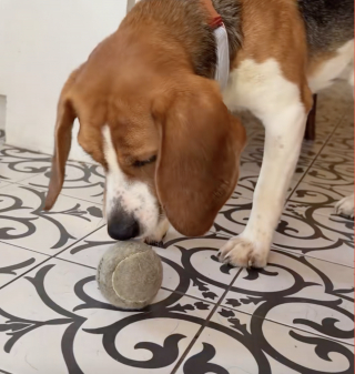 Illustration de l'article : Cet ancien Beagle de laboratoire découvre les jouets et apprend à s'amuser avec une balle pour la première fois (vidéo)