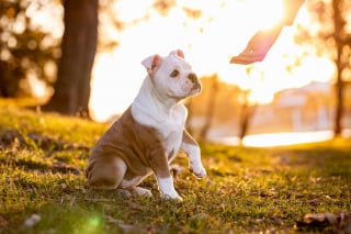 Illustration de l'article : Une étude révèle combien de mots votre chien comprend réellement