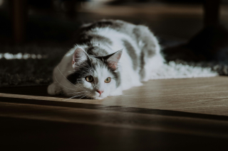 Illustration de l'article : Les chats d'appartement ont-ils besoin de vermifuge ?