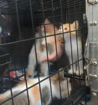 Illustration de l'article : L'&eacute;puisant combat d'un b&eacute;n&eacute;vole au refuge pour transf&eacute;rer 5 chatons de la caisse au box (vid&eacute;o)