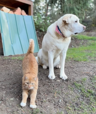 Illustration de l'article : Inconsolable apr&egrave;s la disparition de son ami chat, ce chien refuse de quitter le jardin jusqu&rsquo;&agrave; son retour (vid&eacute;o)