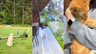 Illustration de l'article : Inconsolable apr&egrave;s la disparition de son ami chat, ce chien refuse de quitter le jardin jusqu&rsquo;&agrave; son retour (vid&eacute;o)