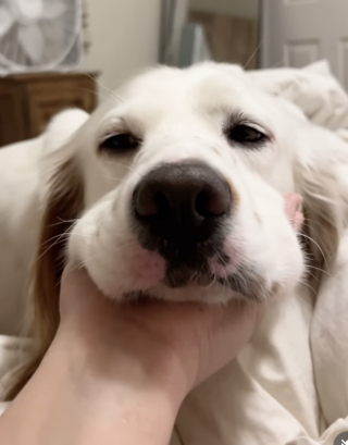 Illustration de l'article : Cette automobiliste sauve en vid&eacute;o un malheureux chien &eacute;puis&eacute; qui suppliait les passants pour survivre