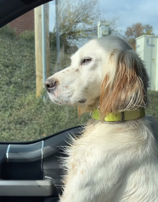 Illustration de l'article : Cette automobiliste sauve en vid&eacute;o un malheureux chien &eacute;puis&eacute; qui suppliait les passants pour survivre