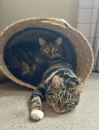 Illustration de l'article : « Cela a eu un impact considérable », en adoptant 2 chatons abandonnés, cette maison de retraite a profondément amélioré le quotidien de ses résidents