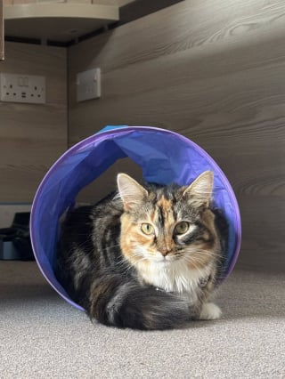 Illustration de l'article : « Cela a eu un impact considérable », en adoptant 2 chatons abandonnés, cette maison de retraite a profondément amélioré le quotidien de ses résidents