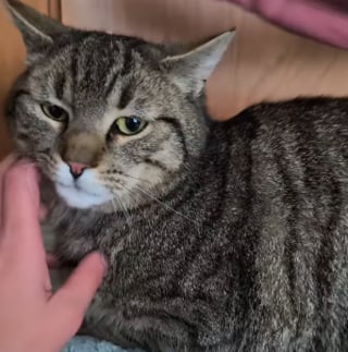 Illustration de l'article : Accompagnant ses ma&icirc;tres en vacances, un chat dispara&icirc;t pendant 2 ans avant de refaire surface en r&eacute;clamant &agrave; manger dans un restaurant