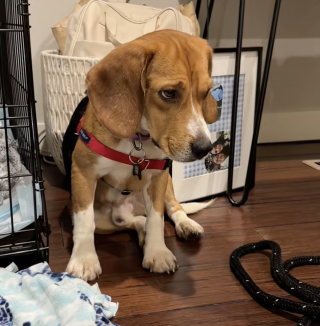 Illustration de l'article : Ce Beagle triste et fuyant change complètement en quelques jours grâce à l’amour de sa famille d'accueil (vidéo)