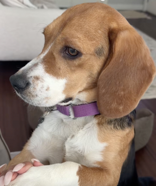 Illustration de l'article : Ce Beagle triste et fuyant change complètement en quelques jours grâce à l’amour de sa famille d'accueil (vidéo)