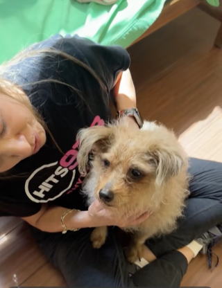 Illustration de l'article : Abandonné à 8 ans, ce petit chien triste à son arrivée au refuge retrouve la joie de vivre grâce à une bénévole (vidéo)