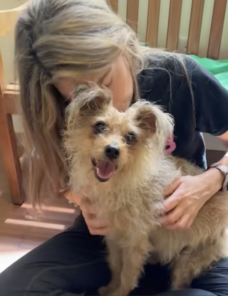 Illustration de l'article : Abandonné à 8 ans, ce petit chien triste à son arrivée au refuge retrouve la joie de vivre grâce à une bénévole (vidéo)