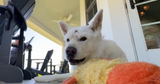 Illustration de l'article : Attaquée par un puma sur sa terrasse, cette chienne échappe au pire de justesse grâce à l'intervention courageuse de son maître