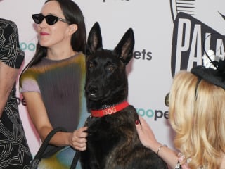 Illustration de l'article : Adopt&eacute;e en refuge, Yuri du film &laquo; La Chienne &raquo; (&laquo; La Perra &raquo;) remporte Palm Dog 2026