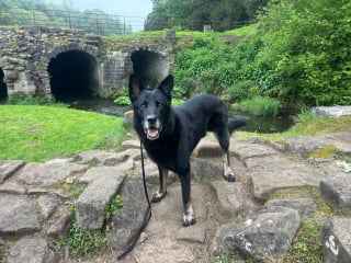 Illustration de l'article : Ce chien policier &agrave; la retraite profite de sa promenade pour sauver un agneau aveugle que personne n'aurait rep&eacute;r&eacute; &agrave; temps (vid&eacute;o)