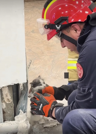 Illustration de l'article : Pour sauver un chaton coincé dans un des piliers d'un restaurant, les pompiers n'hésitent pas à y creuser un trou (vidéo)
