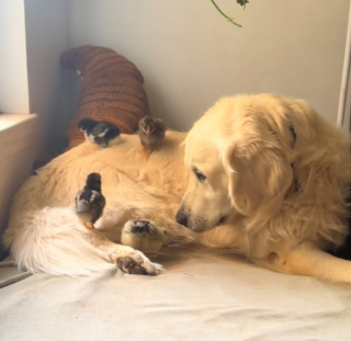 Illustration de l'article : Ce Golden Retriever impatient de rencontrer &laquo; ses &raquo; poussins ne peut contenir sa joie lorsqu'ils sortent enfin de la couveuse (vid&eacute;o)