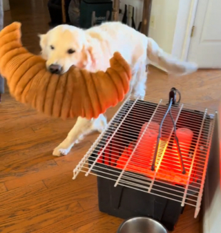 Illustration de l'article : Ce Golden Retriever impatient de rencontrer &laquo; ses &raquo; poussins ne peut contenir sa joie lorsqu'ils sortent enfin de la couveuse (vid&eacute;o)
