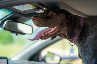 Illustration de l'article : Alert&eacute;e par des aboiements, une passante pr&eacute;vient les secours qui brisent une vitre pour sauver 3 chiens enferm&eacute;s dans une voiture surchauff&eacute;e