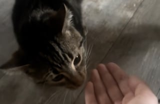 Illustration de l'article : &laquo; Tu n'as pas honte ? &raquo;, ce chat tigr&eacute; se sent trahi lorsqu&rsquo;il comprend que sa ma&icirc;tresse a caress&eacute; un autre f&eacute;lin (vid&eacute;o)