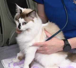 Illustration de l'article : « C’est un miraculé », un chat de 9 mois chute du 20e étage avant d’être retrouvé vivant avec seulement de légères blessures (vidéo)