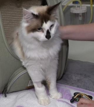 Illustration de l'article : « C’est un miraculé », un chat de 9 mois chute du 20e étage avant d’être retrouvé vivant avec seulement de légères blessures (vidéo)