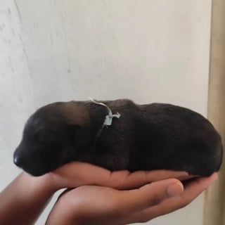 Illustration de l'article : Une femme adopte un minuscule chiot noir jet&eacute; dans un sac et filme sa transformation physique totale en seulement quelques mois