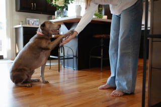 Illustration de l'article : Pourquoi votre chien s'acharne-t-il &agrave; vous l&eacute;cher les pieds ?