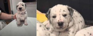 Illustration de l'article : Ce chiot crois&eacute; Dalmatien et Staffie &agrave; l'aspect unique conna&icirc;t enfin une vie normale apr&egrave;s avoir souffert de la teigne