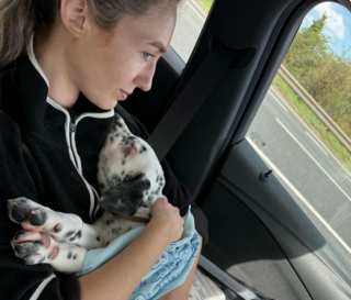 Illustration de l'article : Ce chiot crois&eacute; Dalmatien et Staffie &agrave; l'aspect unique conna&icirc;t enfin une vie normale apr&egrave;s avoir souffert de la teigne