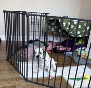 Illustration de l'article : Ce chiot crois&eacute; Dalmatien et Staffie &agrave; l'aspect unique conna&icirc;t enfin une vie normale apr&egrave;s avoir souffert de la teigne
