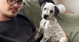 Illustration de l'article : Ce chiot crois&eacute; Dalmatien et Staffie &agrave; l'aspect unique conna&icirc;t enfin une vie normale apr&egrave;s avoir souffert de la teigne